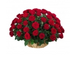 Regretless Love - 48 Stems Basket
